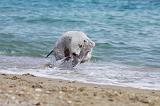 BEDLINGTON TERRIER 063